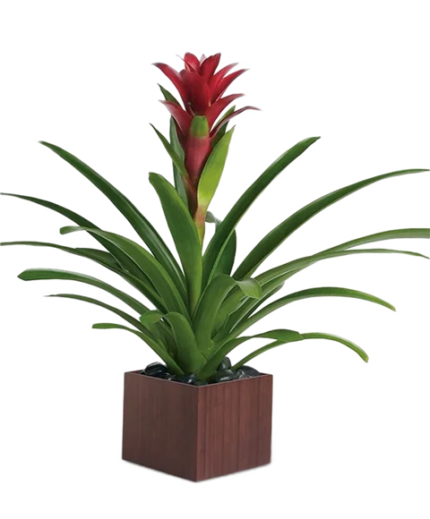 Pianta di guzmania